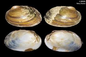 Attēlu rezultāti vaicājumam “Unio crassus”