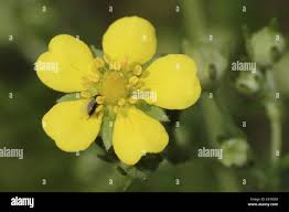 Attēlu rezultāti vaicājumam “Potentilla argentea bud”