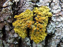 Attēlu rezultāti vaicājumam “Xanthoria parietina”