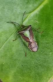 Attēlu rezultāti vaicājumam “Acanthosoma haemorrhoidale imago”