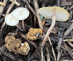 Attēlu rezultāti vaicājumam “Collybia sp.”