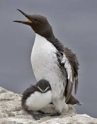 Image result for Uria aalge