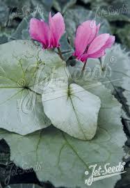 Attēlu rezultāti vaicājumam “Cyclamen hederifolium”