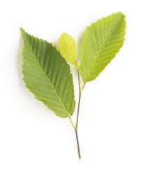 Attēlu rezultāti vaicājumam “Carpinus betulus fruit”