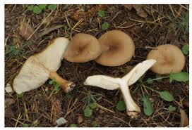 Image result for Melanoleuca rasilis var. pseudoluscina