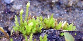 Attēlu rezultāti vaicājumam “Pohlia annotina”