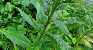 Image result for Oenothera biennis