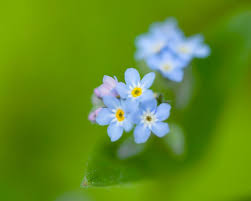 Attēlu rezultāti vaicājumam “Myosotis laxa subsp. baltica flower”