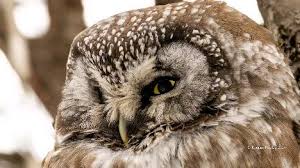 Attēlu rezultāti vaicājumam “Aegolius funereus adult”