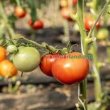 Afbeeldingsresultaat voor 1884 purple tomato