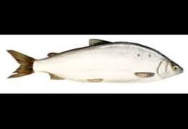 Image result for Coregonus clupeaformis