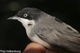 Image result for Sylvia hortensis