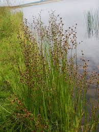 Attēlu rezultāti vaicājumam “Juncus articulatus”