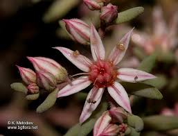 Attēlu rezultāti vaicājumam “Sedum hispanicum flower”