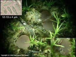 Attēlu rezultāti vaicājumam “Ombrophila violacea spores”