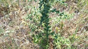 Attēlu rezultāti vaicājumam “Echinops sphaerocephalus leaf”