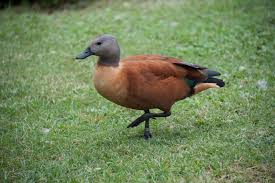 Attēlu rezultāti vaicājumam “Tadorna tadorna male”