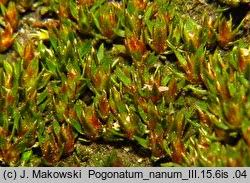 Attēlu rezultāti vaicājumam “Pogonatum nanum”