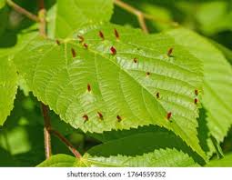 Attēlu rezultāti vaicājumam “Eriophyes tiliae”
