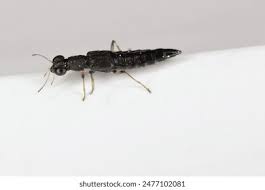 Attēlu rezultāti vaicājumam “Staphylinidae”