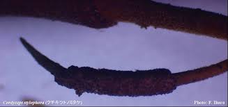 Attēlu rezultāti vaicājumam “Cordyceps stylophora”