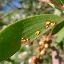 Attēlu rezultāti vaicājumam “Triphragmium ulmariae”