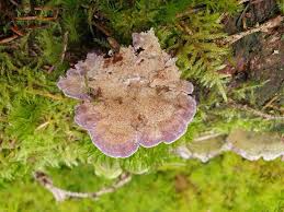 Attēlu rezultāti vaicājumam “Trichaptum abietinum”