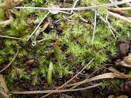 Attēlu rezultāti vaicājumam “Campylium chrysophyllum”