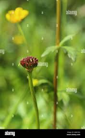 Attēlu rezultāti vaicājumam “Trollius europaeus bud”
