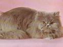 Cat Breeds Cat Pictures Cats 101 Cats Types petMD