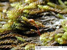 Attēlu rezultāti vaicājumam “Hygrohypnum luridum”