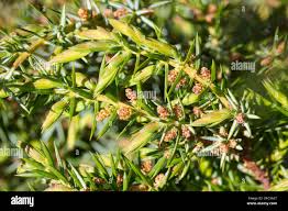 Attēlu rezultāti vaicājumam “Juniperus communis male flower”