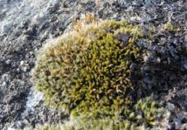 Attēlu rezultāti vaicājumam “Racomitrium heterostichum”