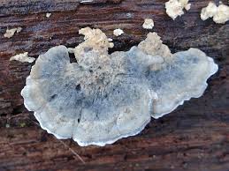 Attēlu rezultāti vaicājumam “Postia leucomallella”