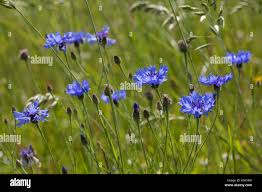 Attēlu rezultāti vaicājumam “Cyanus segetum”