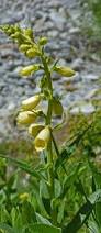 Image result for Digitalis lutea