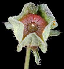 Image result for Malva sylvestris