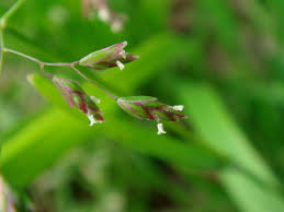 Attēlu rezultāti vaicājumam “Poa trivialis flower”