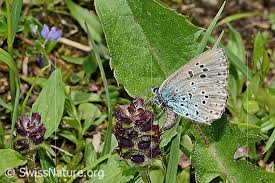 Attēlu rezultāti vaicājumam “Phengaris arion”