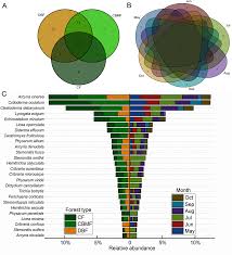 Attēlu rezultāti vaicājumam “Diderma hemisphaericum stalked”