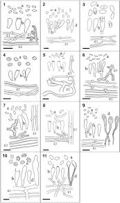 Attēlu rezultāti vaicājumam “Antrodiella semisupina”
