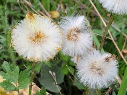 Attēlu rezultāti vaicājumam “Tussilago farfara fruit”