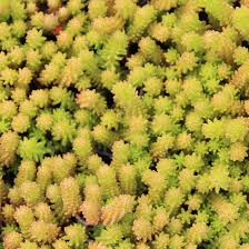 Image result for Mauerpfeffer