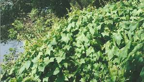Attēlu rezultāti vaicājumam “Echinocystis lobata leaf”