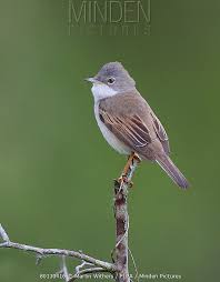 Attēlu rezultāti vaicājumam “Sylvia communis adult”