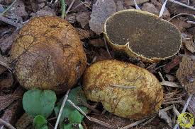 Attēlu rezultāti vaicājumam “Rhizopogon luteolus”