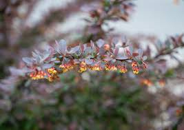 Attēlu rezultāti vaicājumam “Berberis thunbergii flower”