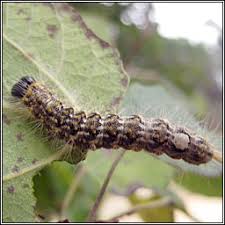 Attēlu rezultāti vaicājumam “Acronicta megacephala”