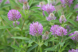 Attēlu rezultāti vaicājumam “Trifolium medium flower”