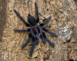 Attēlu rezultāti vaicājumam “Lamproderma nigrescens”